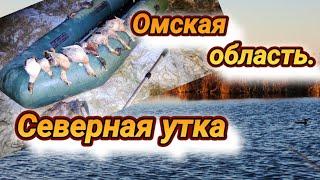 Охота в Омске .Северная утка.