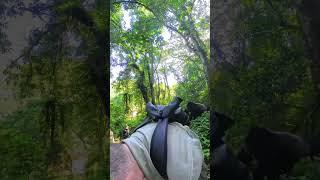 Silverback gorilla barrels toward hikers #shorts