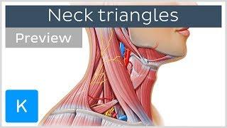 Triangles of the neck: location and contents (preview)  - Human Anatomy | Kenhub