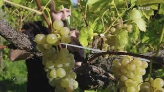 Handelswege: Weinhandel