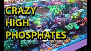 Crazy High Phosphate In Our Reef Tank \\ How High Is Too High ?