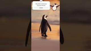 Penguin going for Swimming  | Love Animals. fun for kids #cute #animalday #babyanimals #animals