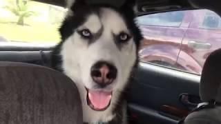 Dog Car Seat Cover by B-comfort, reviewed by Siberian Service Dog vlog