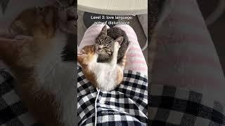cats getting more in love ️ #catshorts #cat #cutepetscuteanimals #cute  #kitty #kawaiicat