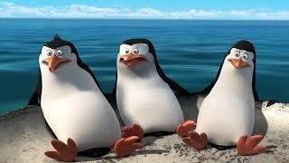 DreamWorks Madagascar em Português | Dança tapa | Os Pinguins de Madagascar | Desenhos Animados