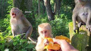 Best Action..! The Most Cute Brave Baby Monkey Robin  Come Request Mango For Breakfast #Robin