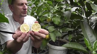 Citrus limon "Doux de Mediteranee"  Лимон Сладкий Средиземноморский