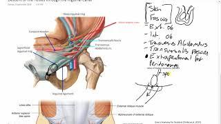 Descent of the Testes