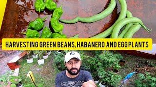 Harvesting Green Beans, Habanero and Egg plants