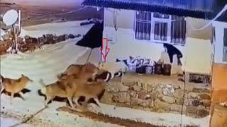 Anatolian shepherd fends off a pack of wolves!!!