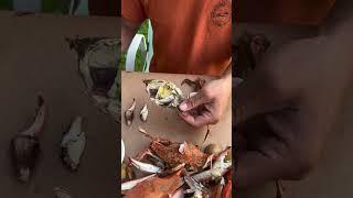 How To Pick a Crab, MARYLAND STYLE! 