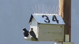 Purple Martin Nest Box Project