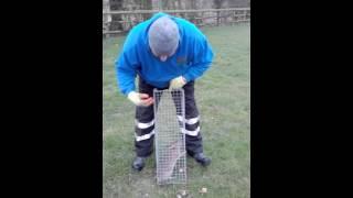 How to use catch alive rabbit traps start to finish. Setting, baiting, catching, dispatch.