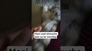 they join us to worship every night #adoreble #adorably #cutepets #cutesy #huggable #cutecat