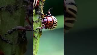 Colorado potato beetles, plant pest, insects vermin. Colorado beetles on potato plant