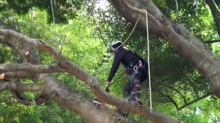 TreeWorker Kage In Fukuoka Gopro Big Tree Husqvarna arborist arber