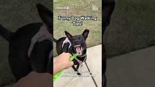 Hilarious But Useful Dog Walking Tips