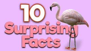 Get to Know the Pink Flamingo: 10 Surprising Facts