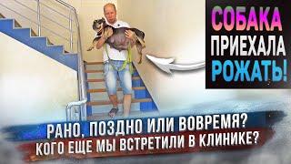 Собаке пора рожать! Едем в ветеринарную клинику!  Сейчас всё узнаем!