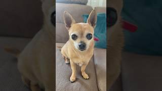 Don’t be so sad #cute #dog #puppy #pets #chihuahua