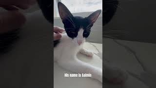 Kitty ASMR #cats #asmr #котики