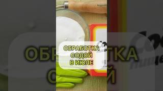 СЕКРЕТ ИСПОЛЬЗОВАНИЯ СОДЫ НА ОГОРОДЕ #дача #огород #овощи #огурцы #сад #садовод #сода #огурцы