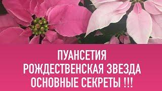 ПУАНСЕТИЯ РОЖДЕСТВЕННСКАЯ ЗВЕЗДА УХОД, ВЫРАЩИВАНИЕ. КОМНАТНЫЕ ЦВЕТЫ