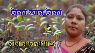 How to Grow Rubber Seedlings | Step-by-Step Rubber Plantation Guide