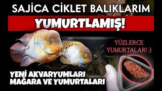 CİKLET BALIKLARI MAĞARAYA YUMURTLAMIŞ | MAĞARAYLA BİRLİKTE YENİ AKVARYUMA ALDIM