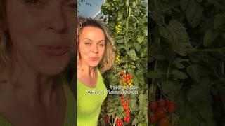 Чтобы было много помидоров  Автор: petrovchanka_lera
