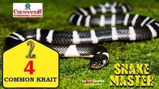 Common Krait | No.4 | India's Top 4 deadliest Venomous Snakes Ranking | Snakemaster | Vava Suresh