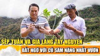 SẾP TUẤN VÀ GIÀ LÀNG TÂY NGUYÊN BẤT NGỜ VỚI NHỮNG CỦ SÂM TRÊN NÚI NGỌC LINH KON TUM