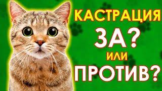 Кастрация кота плюсы и минусы. Подробный ответ ветеринара. Решено!