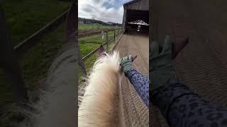 #horse #pferdetraining #equestrian #pferdesport #pony #pferdem #funny #pferde #pferdeliebe