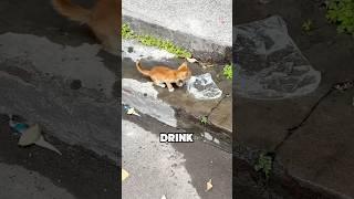 Lucky little orange cat  #shortvideo #cat #animals #cute