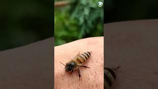 HoneyBee Sting #beesting #honeybee #shortsfeed #shorts