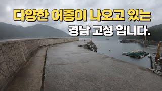 [Ep.64]감성돔 찾으러 경남 고성 방파제에 갔더니.. 던지면 달라드는 녀석들... 카드채비 챙기세요!