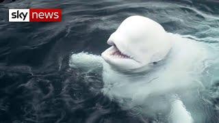 Beluga whale pair enjoy new freedom in Iceland