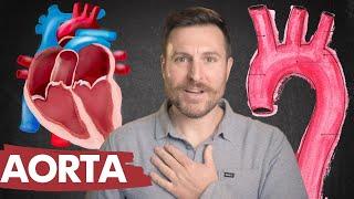 The Branches of the Aorta | Corporis