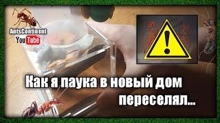 Как я паука в новый дом переселял...