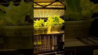 Seedlings shooting up. Germination problems #short #shorts