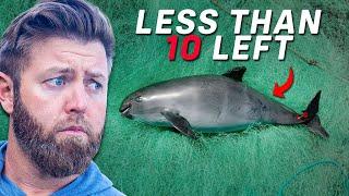 6 Animals That Are About To Go Extinct