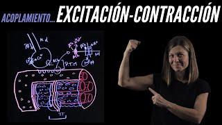 Acoplamiento excitación-contracción del músculo esquelético