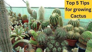 Top 5 Tips for growing Cactus #cacti #cactus #cactusplants