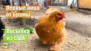 #167 Яйца от новых кур. Брама или кохинхин? Получили посылку из Нью-Йорка.