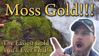 Moss Gold! The Easiest Way to Find Gold!!! #prospecting #howtofindgold #panning #mossgold #gold