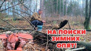 ОПЯТА ВСЁ-ТАКИ ПОРАДОВАЛИ НАС В ЭТОМ ГОДУ! ПРОГУЛКА ПО ОСЕННЕМУ ЛЕСУ.ЗАГОРОДНАЯ ЖИЗНЬ.