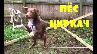 Приколы \ Неудачи \ Падения \ Идиоты \ Пёс циркач \ Подборка от Best Video #33