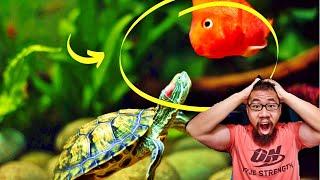 HOW TO KEEP FISH WITH TURTLES (PART 2: MUST-KNOW TIPS)