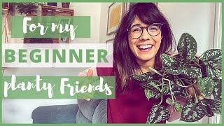 BEST HOUSEPLANTS FOR BEGINNERS | indoor plants for beginners!